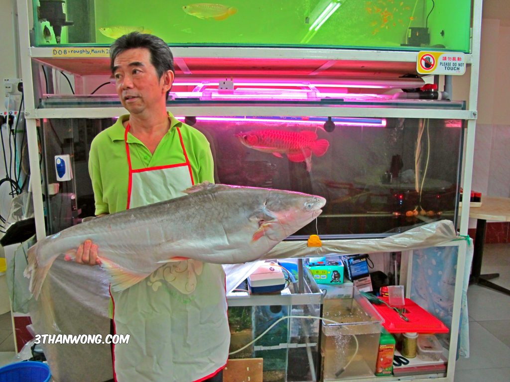 Chef Keong holding a fresh water patin fish (catfish)