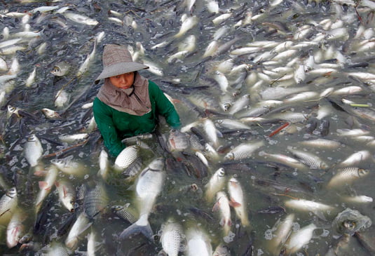 Tilapia aquaculture